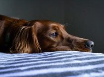 Galleria foto 'Vaiolo scimmie, a Parigi primo caso al mondo di contagio uomo-cane' - foto 1