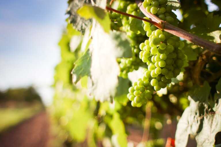 Vendemmia al via in Puglia: caldo e siccità anticipano di 7 giorni la raccolta