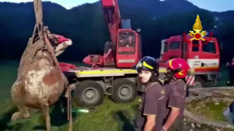 Galleria foto 'Volo di 15 metri per una mucca dentro un pozzo, salvata' - foto 1