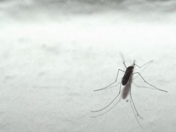 Galleria foto 'West Nile, salgono a 16 i ricoverati a Padova' - foto 1