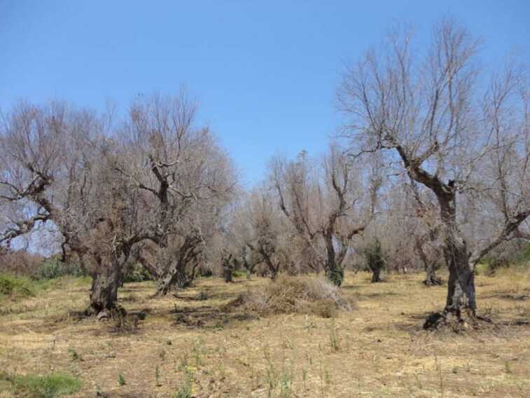 Xylella, biosensori elettronici consentiranno interventi più efficaci con diagnosi rapide