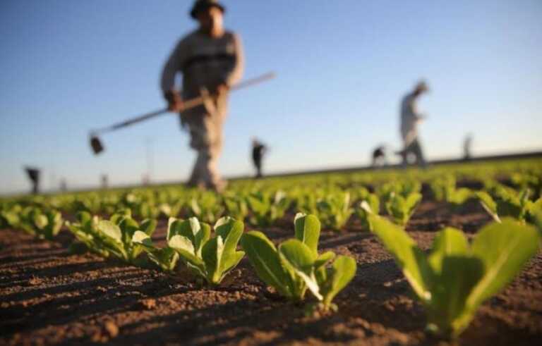 In 10 anni la Puglia ha perso un terzo delle aziende agricole