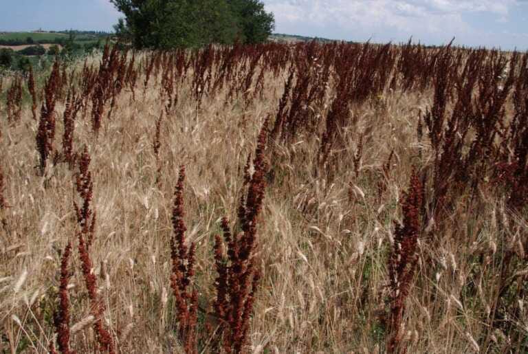 Biologico, prodotti orticoli più tracciati grazie al progetto Innovabio