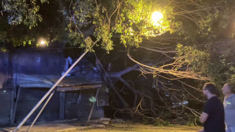 Galleria foto 'Cade albero secolare e danneggia mercatino delle pulci a Palermo' - foto 1
