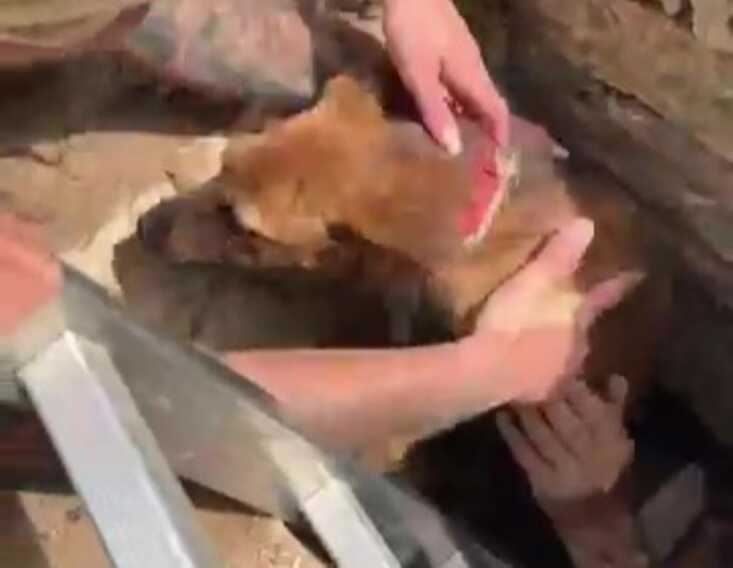 Galleria foto 'Abbandonato in un pozzo nelle campagne di Bitonto: cagnolino salvato dai volontari – VIDEO' - foto 1