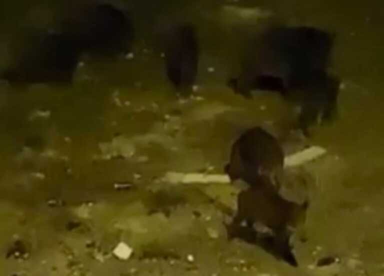 Cinghiali alla periferia di Andria: sempre di più gli avvistamenti – VIDEO