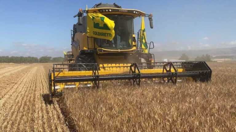 Grano venduto sotto i costi di produzione, Coldiretti: «Prezzi in cortocircuito»