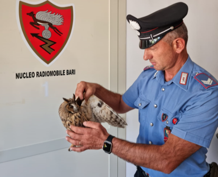 Galleria foto 'Gufo ferito sul ciglio della strada: salvato da un carabiniere fuori servizio' - foto 1