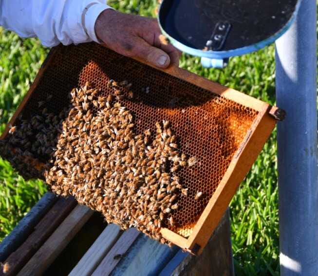 Galleria foto 'In arrivo da Enea innovativo biopesticida alleato delle api' - foto 1