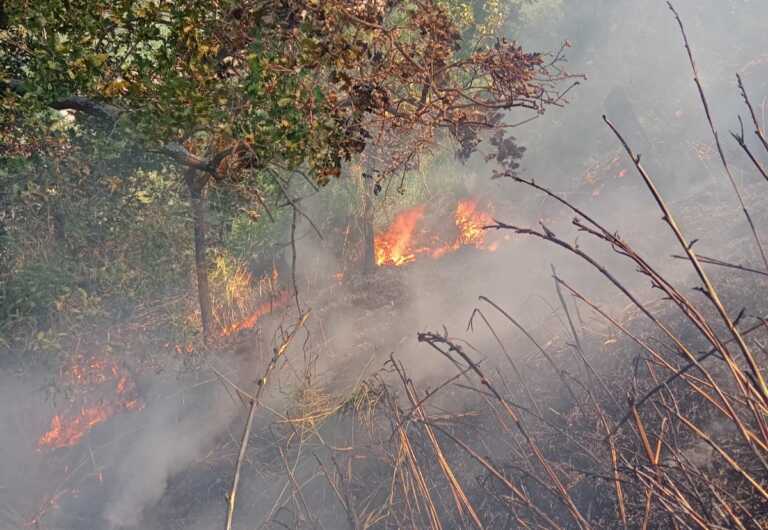 Spinazzola, incendio nel bosco comunale: in fumo 25 ettari