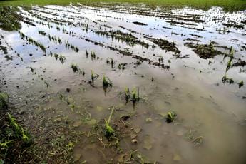 Galleria foto 'Maltempo Italia, campagne sott’acqua: è allarme' - foto 1