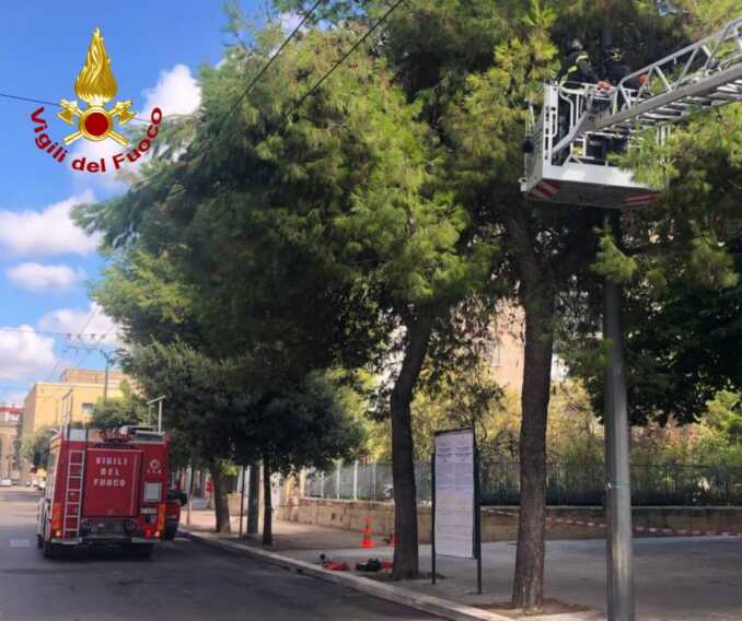 Lecce, grosso ramo si stacca e finisce sui cavi elettrici: rimosso dai vigili del fuoco – VIDEO