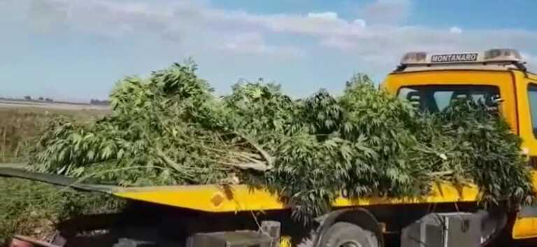 Scoperta piantagione di marijuana a Trinitapoli: avrebbe fruttato guadagni per 1 mln