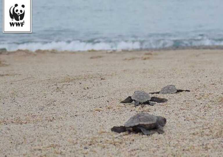 Taranto, si schiudono le uova sulla spiaggia libera: nate 31 Caretta caretta