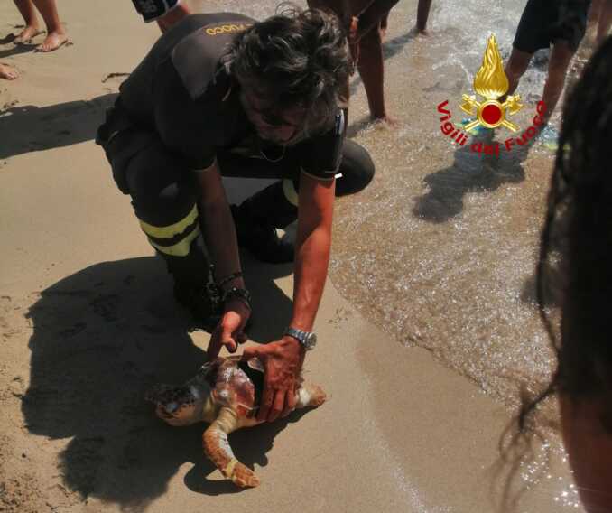 Caretta caretta spiaggiata a Gallipoli: intervengono i vigili del fuoco ma l’animale era già morto