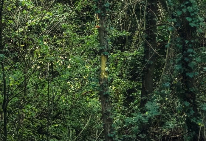 Galleria foto 'Tre milioni per le foreste in Toscana' - foto 1