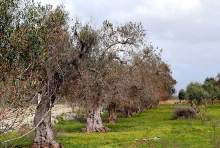 Xylella, altre 18 piante infette nell’area di Polignano a Mare