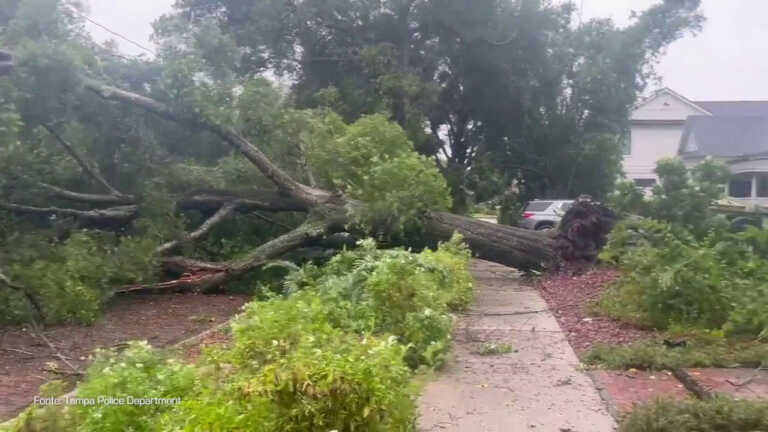 Galleria foto 'Uragano in Florida, un albero finisce sui cavi della linea elettrica' - foto 1