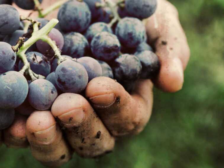 La siccità non ferma la vendemmia. Ottima annata anche per la Puglia