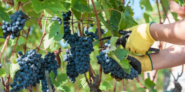 Coldiretti: «In Basilicata 10% in più di produzione di vino rispetto al 2021»