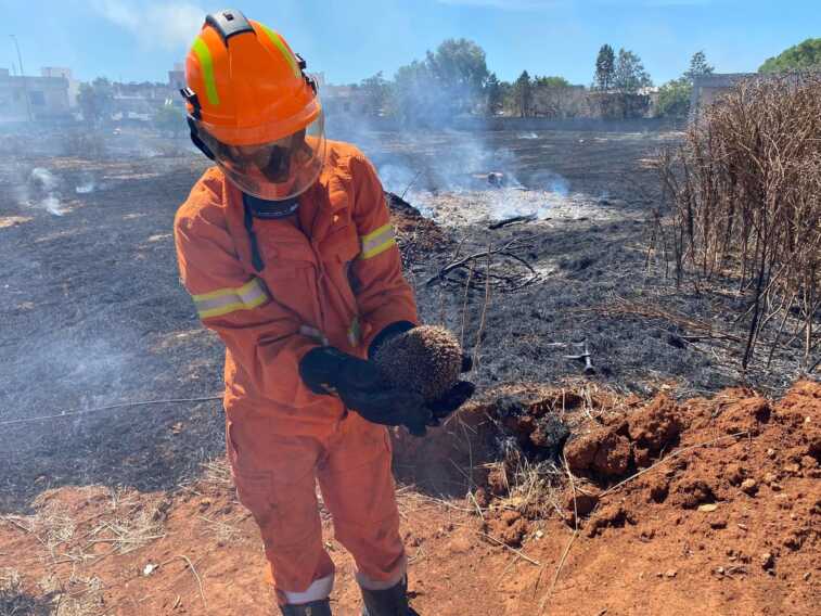 Sterpaglie in fiamme ad Alliste: un riccio rischia la vita. Salvato dai volontari