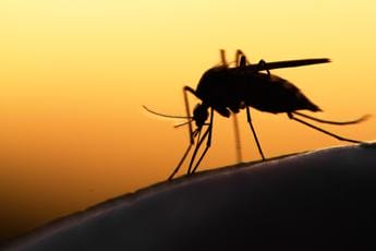 Galleria foto 'West Nile, zanzara coreana scagionata: virus viaggia su autoctone' - foto 1