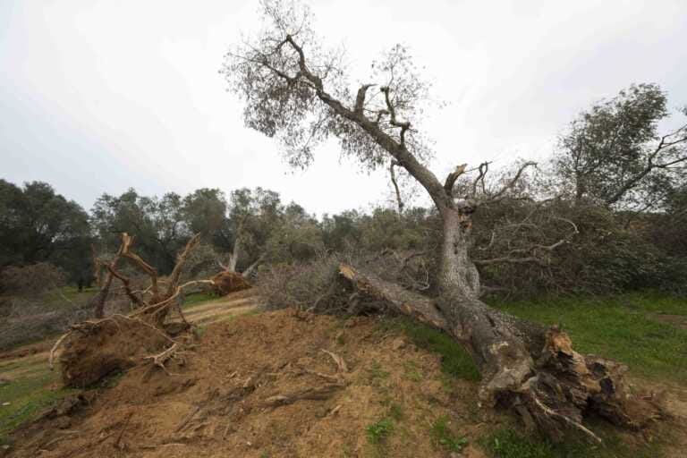 Olio, è incubo Xylella: la produzione cala del 50 per cento
