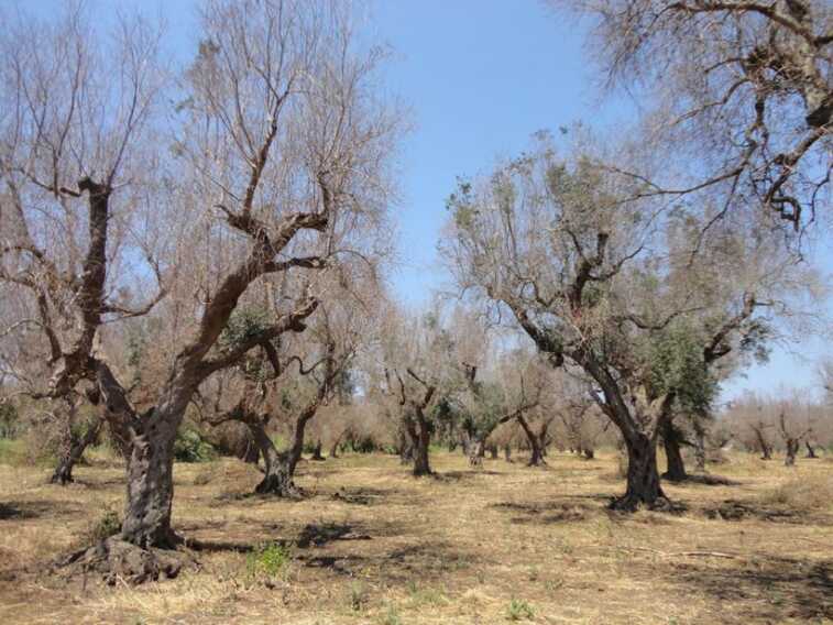 Xylella, polemica sui tempi dei ristori. Pentassuglia: «Stiamo istruendo le domande»