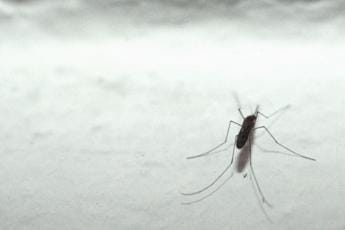 Galleria foto 'Zanzare ‘progettate’ per non diffondere malaria, lo studio' - foto 1