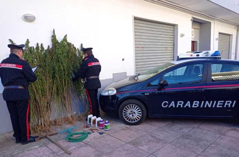 Scoperta piantagione di marijuana sulle colline di Pomarico: ai domiciliari un 25enne