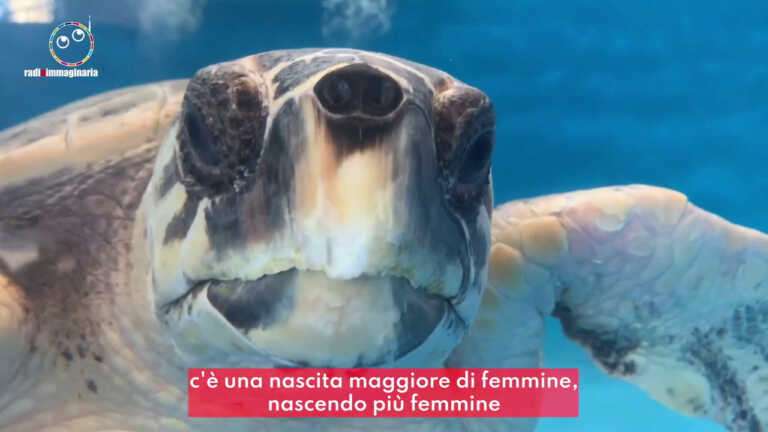 Galleria foto 'A Napoli un ospedale per le tartarughe' - foto 1