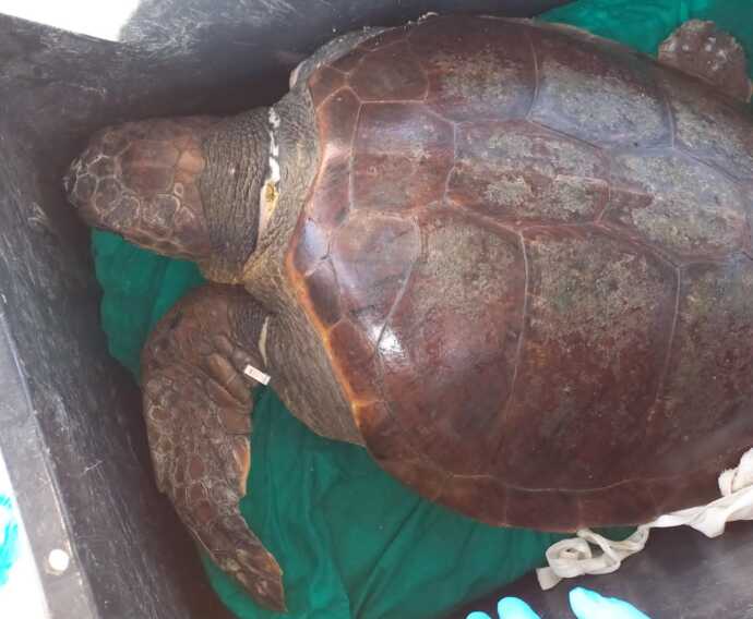 Galleria foto 'Torna in mare Arina: la Caretta-Caretta salvata dai volontari del Wwf di Taranto – VIDEO' - foto 1