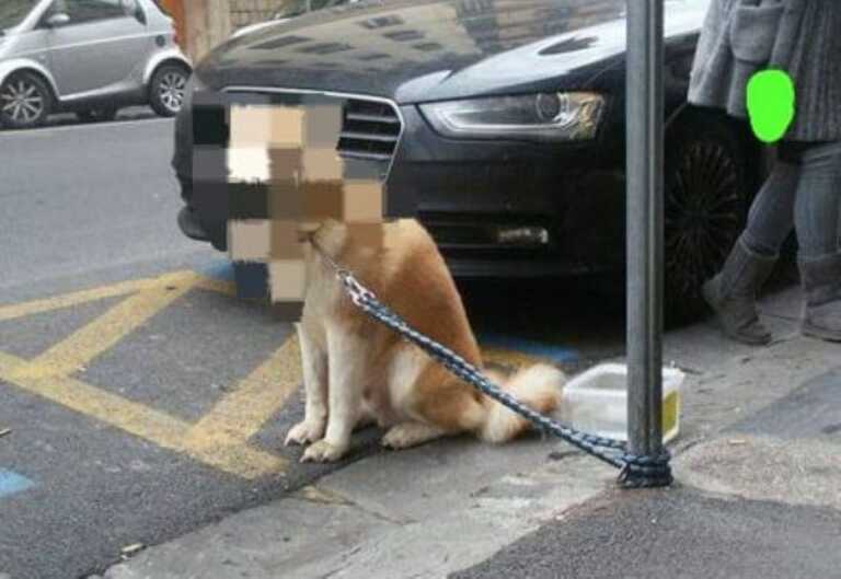Galleria foto 'Bari, abbandonano un cane legato ad un palo: individuati i responsabili' - foto 1