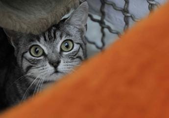Galleria foto 'Cani e gatti segregati in casa per anni al buio, 41enne denunciato' - foto 1