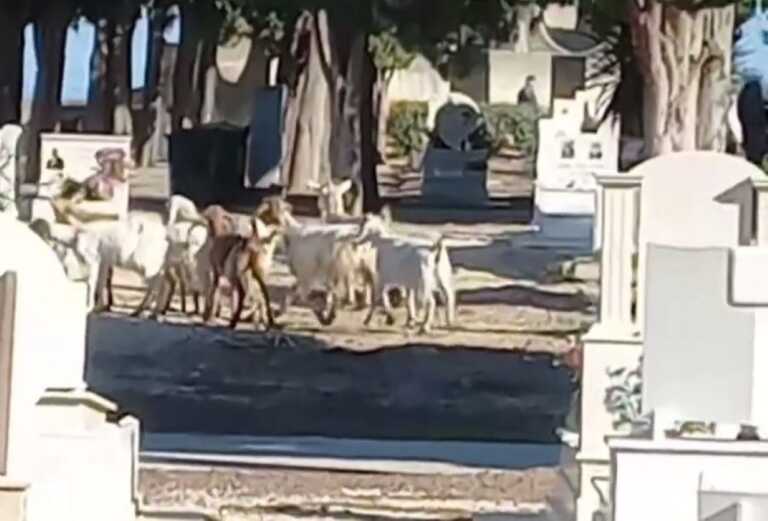Barletta, le capre sbagliano pascolo e si ritrovano nel cimitero