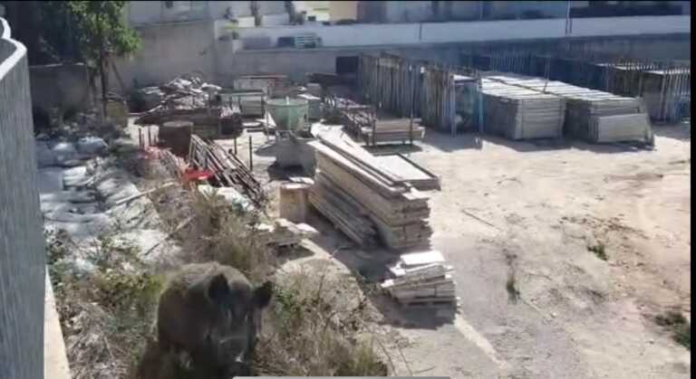 Matera: comincia a preoccupare la presenza dei cinghiali in città