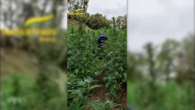Galleria foto 'Coltivazione di marijuana, sequestrata area da 2500 mq nel bresciano' - foto 1