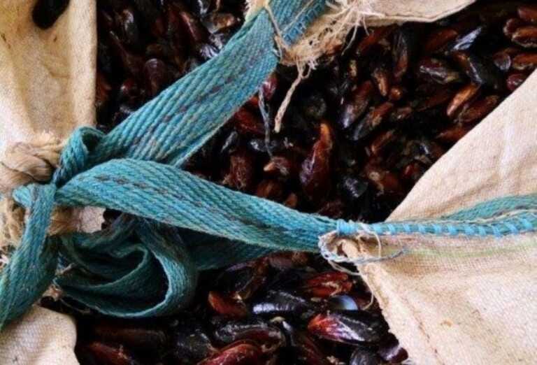 Galleria foto 'Sequestrate quattro tonnellate di cozze a Brindisi: carico privo di tracciabilità' - foto 1