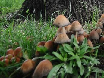 Galleria foto 'Funghi, boom di intossicazioni in Toscana' - foto 1