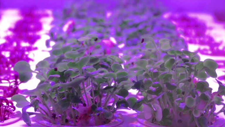 Galleria foto 'Il cibo alla sfida del futuro tra innovazione e sostenibilità' - foto 1