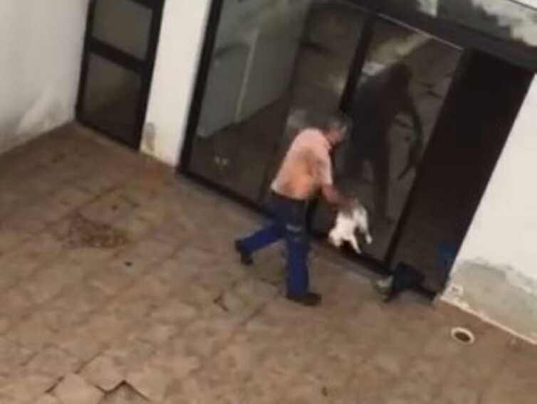 Casamassima, uccise due gatti: condannato. Ma il giudice sospende la pena – VIDEO
