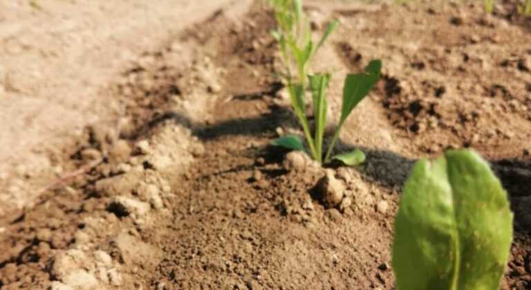Brindisi, tromba d’aria strappa le serre.  «Danni agli ortaggi bruciati dal caldo»