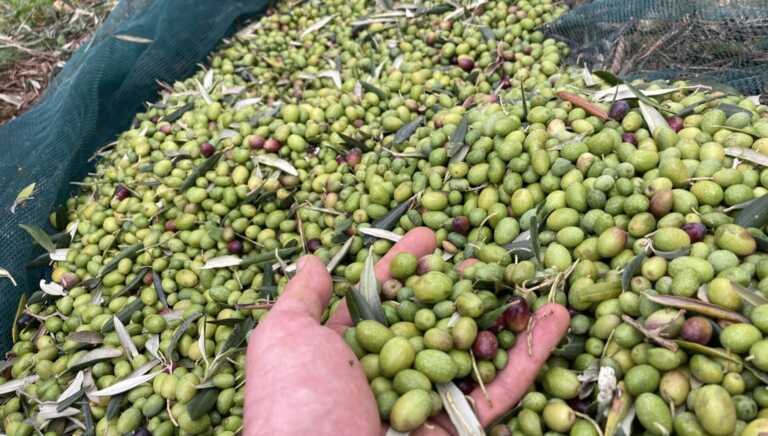 «Se vai a raccogliere le olive non ti interrogo»: l’idea della prof per recuperare il legame con la terra