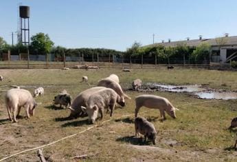 Galleria foto 'Sfattoria Ultimi, Tar Lazio annulla ordine abbattimento animali' - foto 1