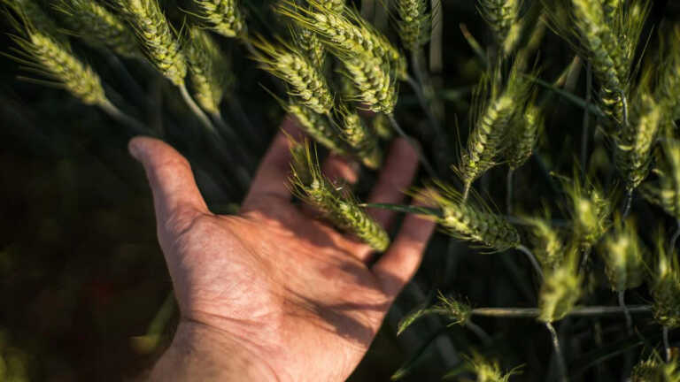 Cosa significa sovranità alimentare?