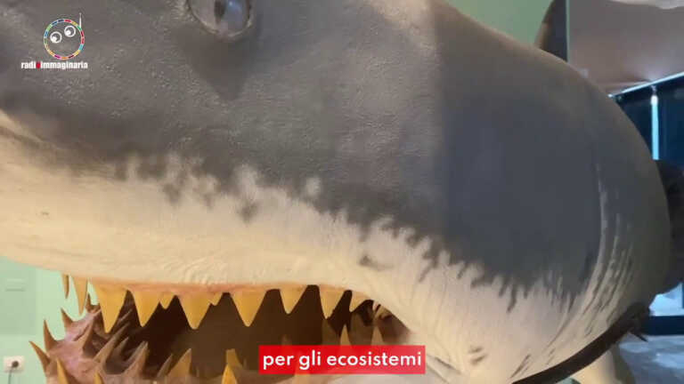 Galleria foto 'Tante piccole cose per salvare il mare, ecco quali sono' - foto 1