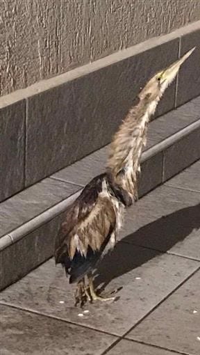 Galleria foto 'Lecce, trova un tarabuso ferito in giardino: uccello raro salvato dai volontari dell’Enpa' - foto 1