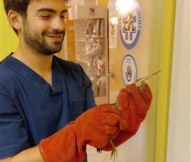 Lecce, trova un tarabuso ferito in giardino: uccello raro salvato dai volontari dell’Enpa