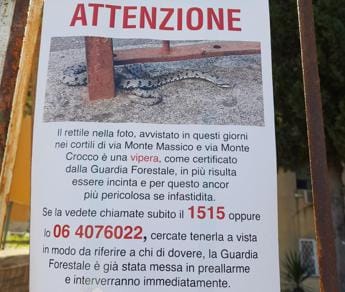 Galleria foto 'Vipere a Roma, al Tufello è caccia aperta dopo un avvistamento' - foto 1