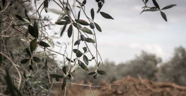 Xylella, il Movimento 5 stelle presenta un emendamento alla Manovra: «Serve piano straordinario»